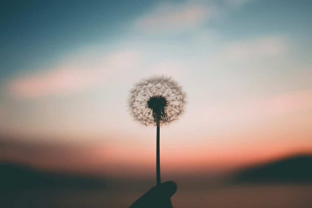 Silhouette of a dandelion against sunset symbolizing healing and new beginnings