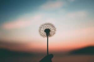 Silhouette of a dandelion against sunset symbolizing healing and new beginnings